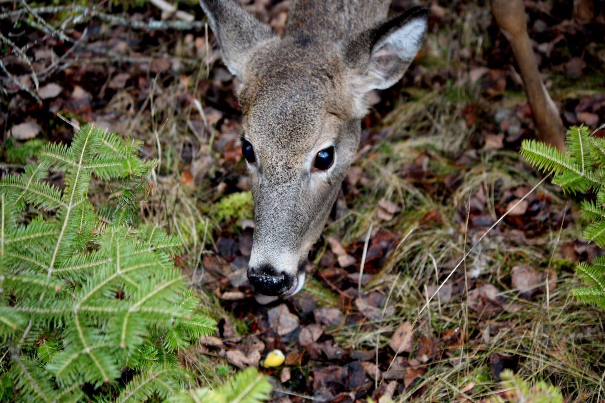 iHunt