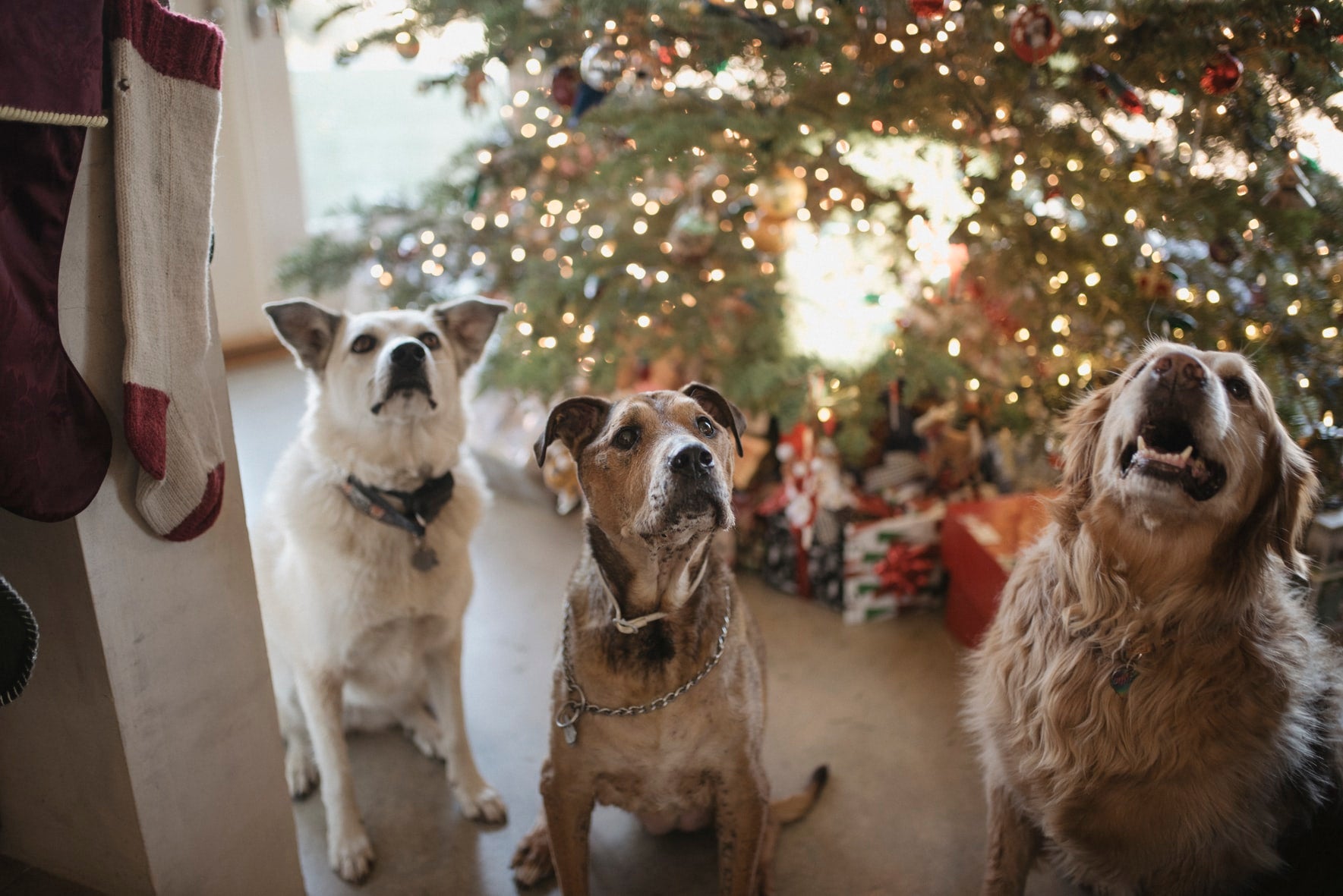 Gifts For Your Furry Friend