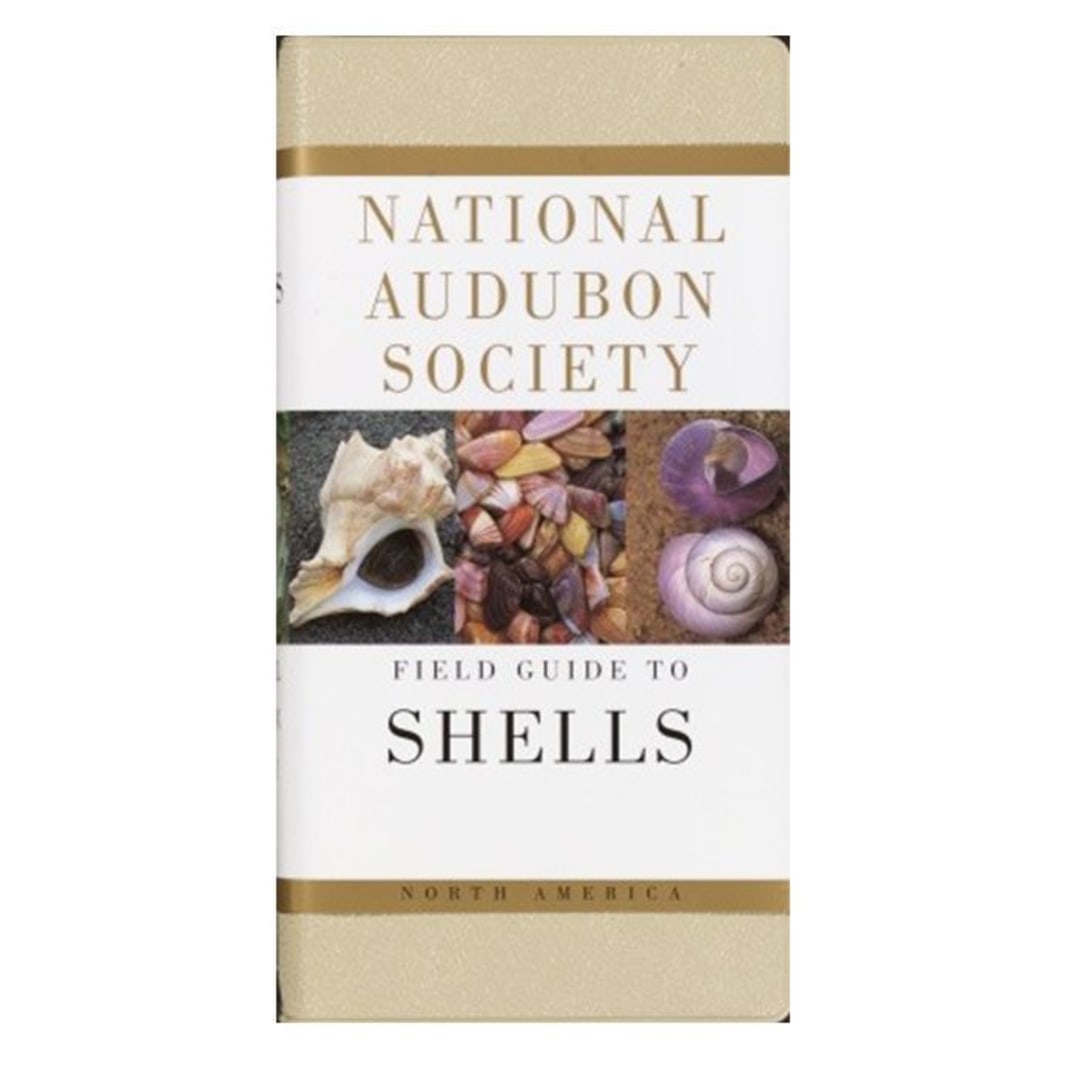 AUDBN FG: SEASHELLS