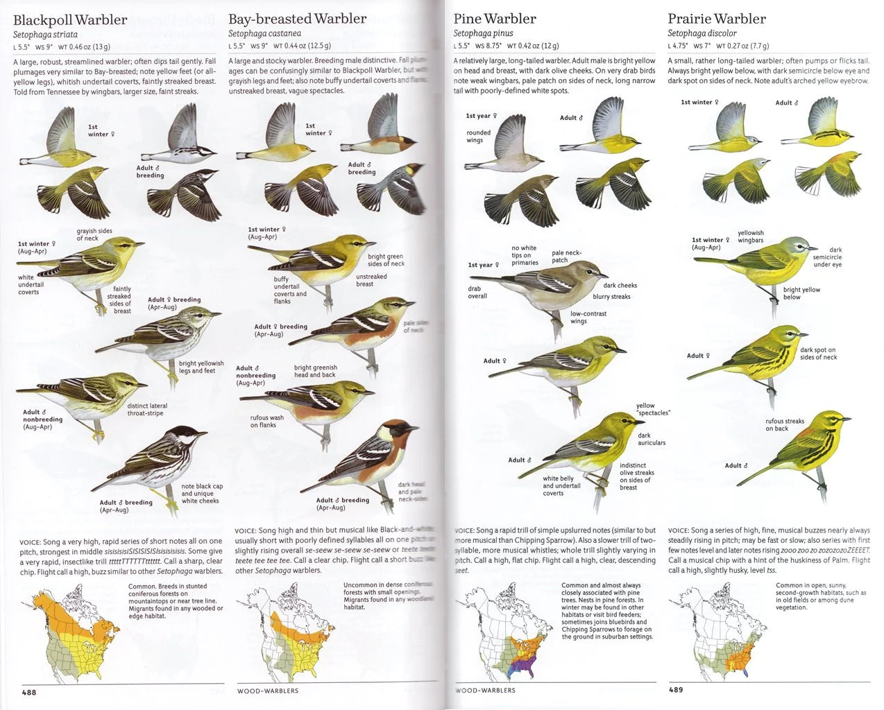 SIBLEY GUIDE TO BIRDS, 2ND ED