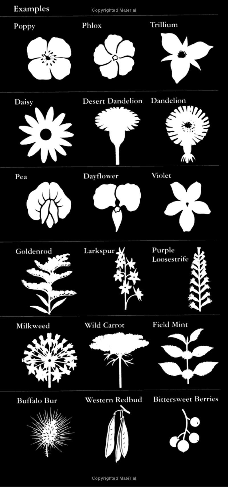 AUDBN FG: WILDFLOWERS-WESTERN