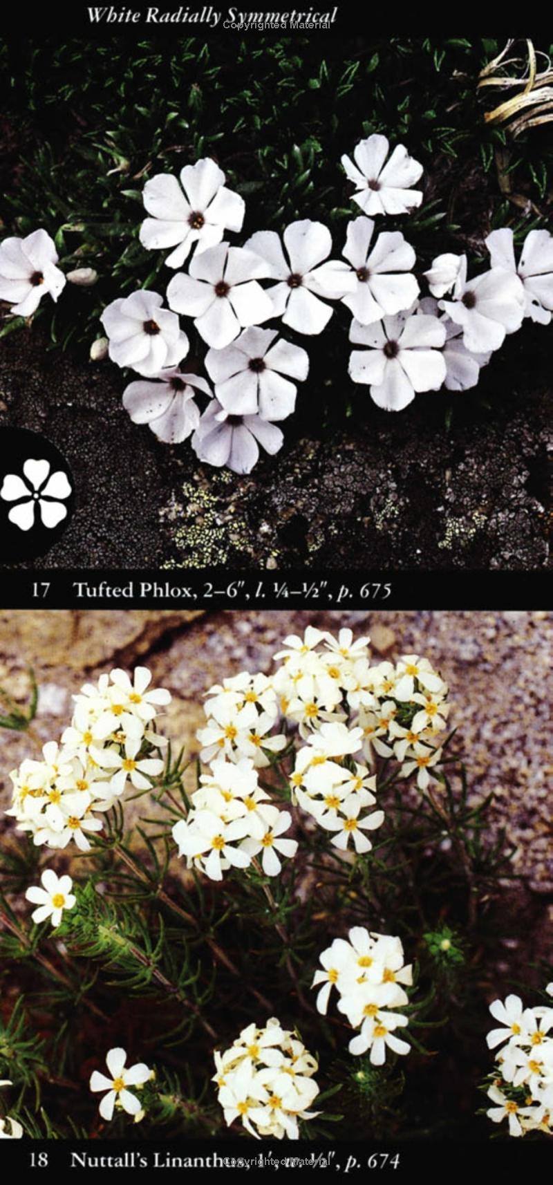 AUDBN FG: WILDFLOWERS-WESTERN