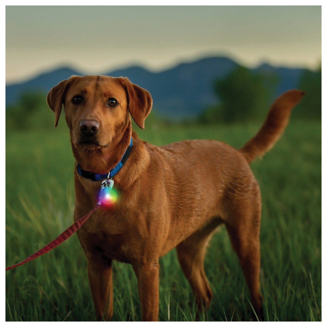 SPOTLIT RECHARGE COLLAR LIGHT