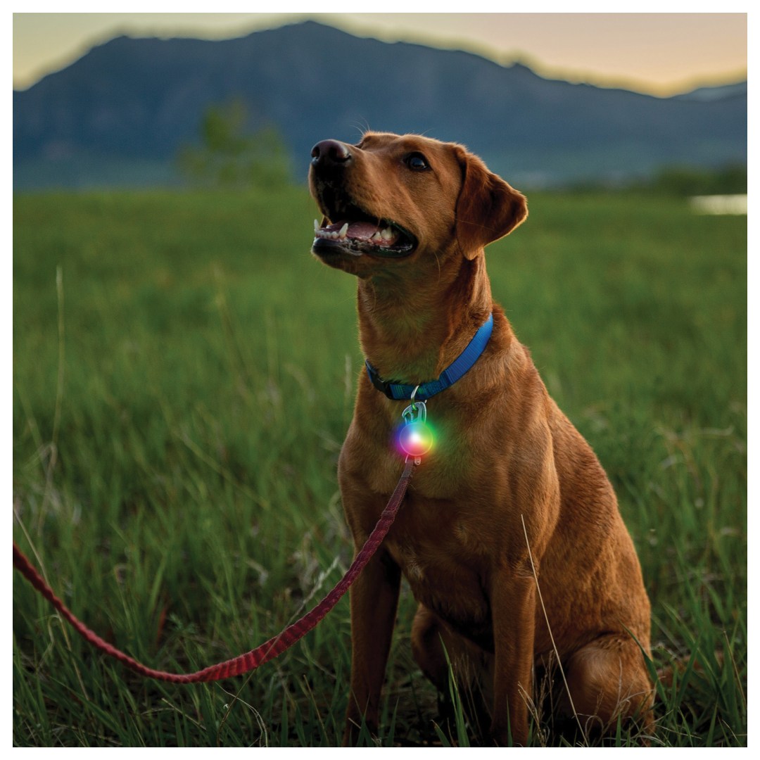 SPOTLIT RECHARGE COLLAR LIGHT